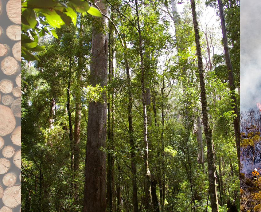 tasmanian forest carbon