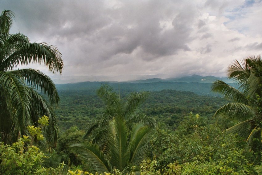 A third of Cuba is forest