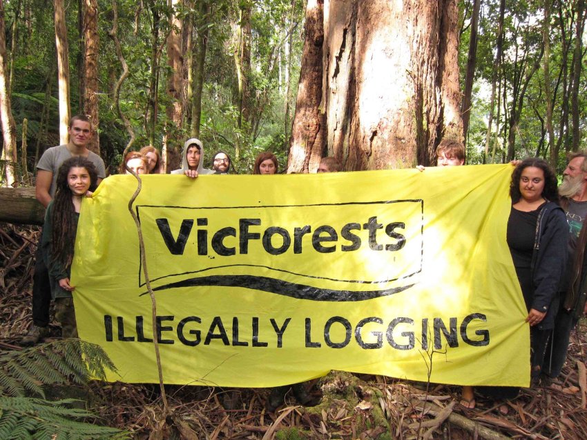 VicForests Illegally Logging banner and protesters