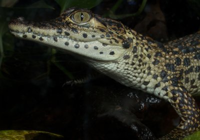 Baby Cuban crocodile