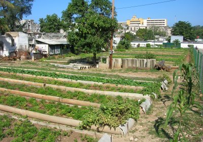 Urban organic agriculture in Havana
