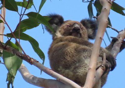 Koalas are threatened by habitat destruction