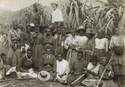 Kanak labourers in a Qld sugarcane plantation. Photo: Wikimedia Commons