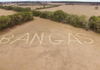 Sheep spelling out 'BAN GAS'