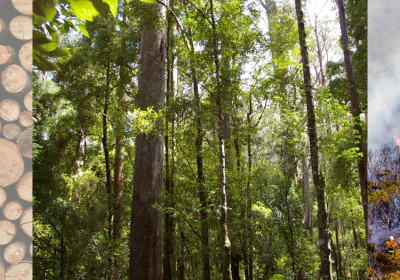 tasmanian forest carbon