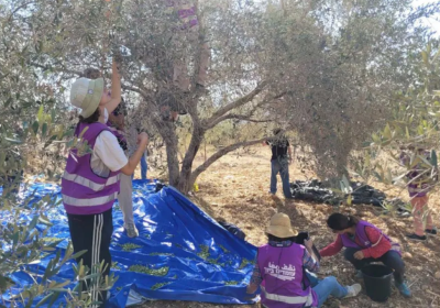 People standing under an olive tree in occupied Palestine