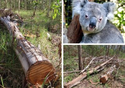 Logging in Braemar State Forest