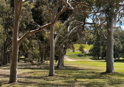Photo of trees in Pirltawardli (Possum Park)