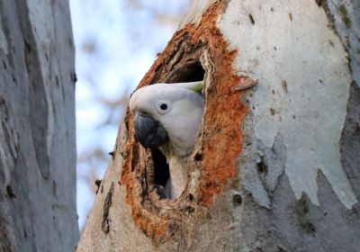 Cockatoo in a tree