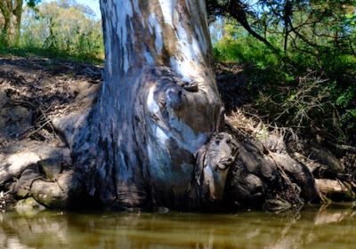 scar trees along the banks of the Sale Navigational Canal are under threat from erosion
