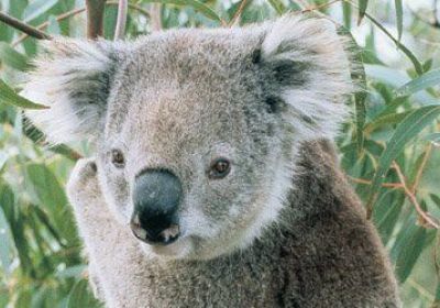 Cropped photo of koala by Phillip Wright, Australian Koala Foundation No. 0028