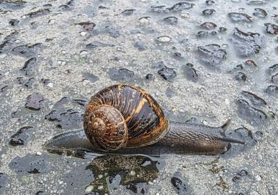 A snail slithering along a path or road
