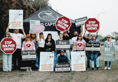 A Ban Dolphin Breeding protest