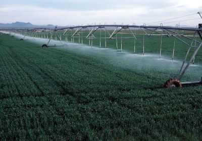 corporate agriculture