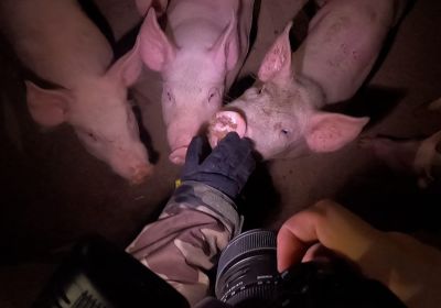 pigs Farm Transparency Project 
