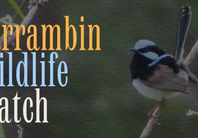 Artwork and graphic for event Barrambin Wildlife Watch, 9am 23//05/2026 Victoria Park / Barrambin Function Venue BBQs, 309 Herston Rd, Herston QLD 4006