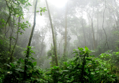 Rainforest