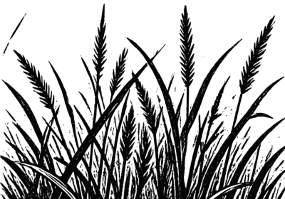 Drawing of grass