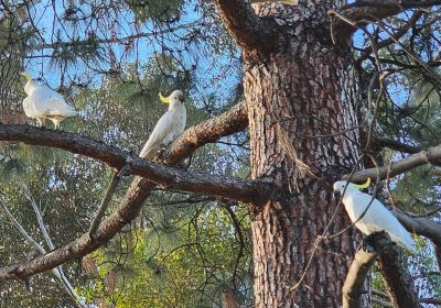 Cockatoos in Tarntanya
