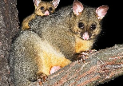 Cropped photo of possums