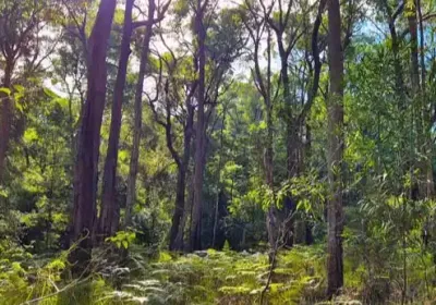 A photograph of Link Road Forest