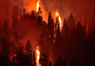forest fire