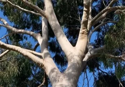 Photograph of tree canopy from below