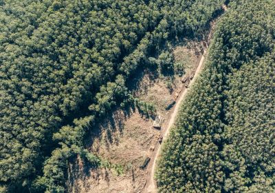 friends of pine creek forest image