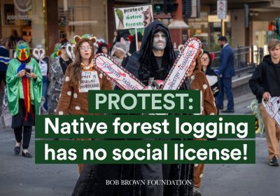 Artwork and image for event "Protest: Native forest logging has no social license!"