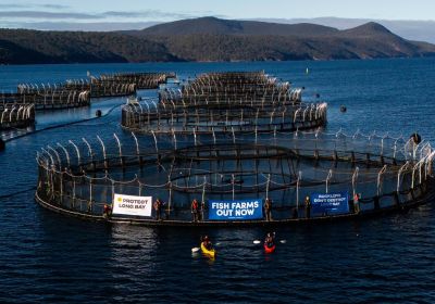 Artwork and image for event " Free film screening and Q&A – Gutted: the fight against Tasmania's fish farms – Eaglehawk Neck" 6pm-7:30pm 02/10/2026 Eaglehawk Neck Community Hall, Arthur Hwy, Eaglehawk Neck Lutruwita 7179