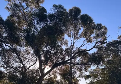 A cropped from of some Adelaide Parklands trees